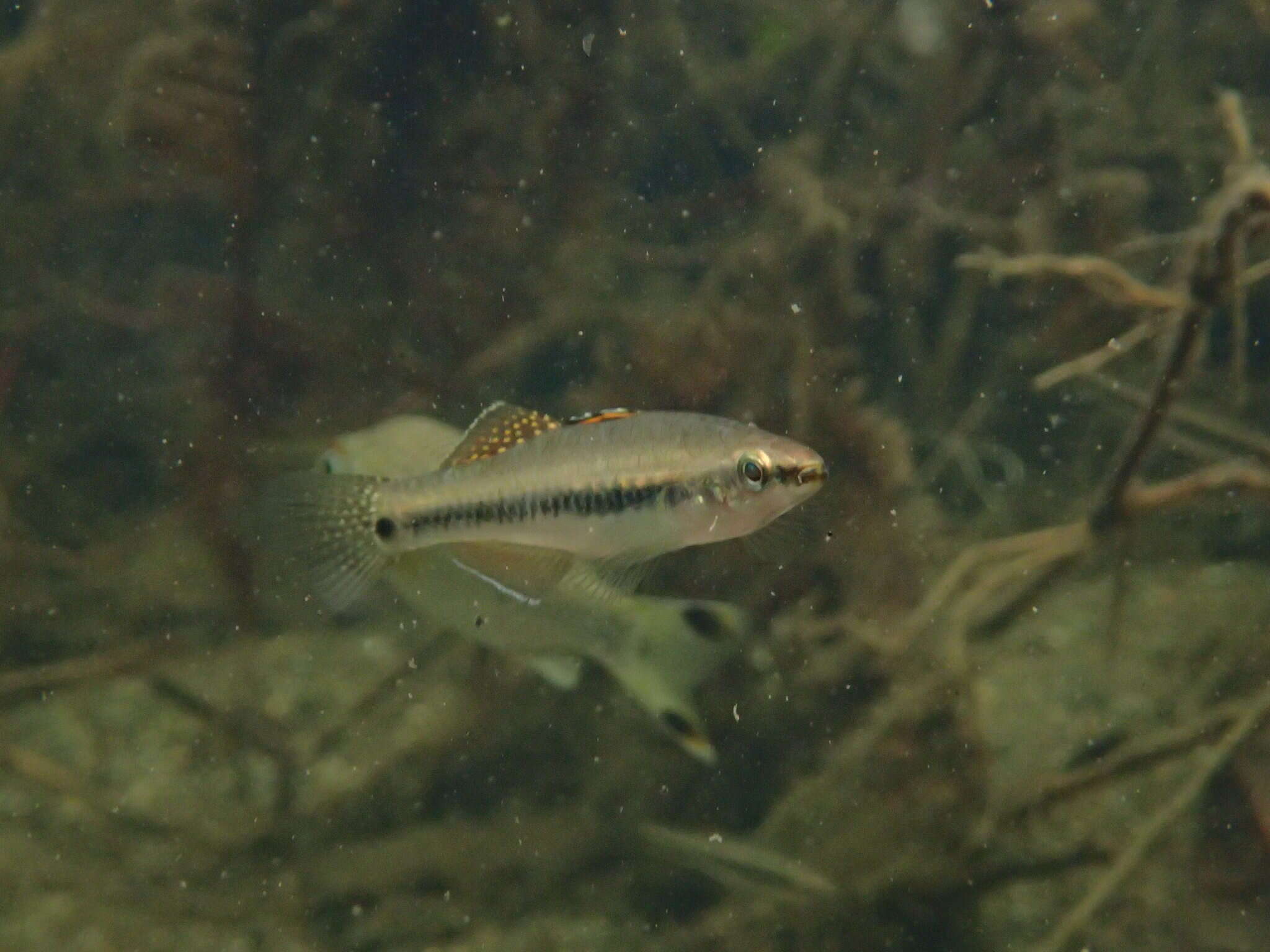 Image of Rainbow gudgeon