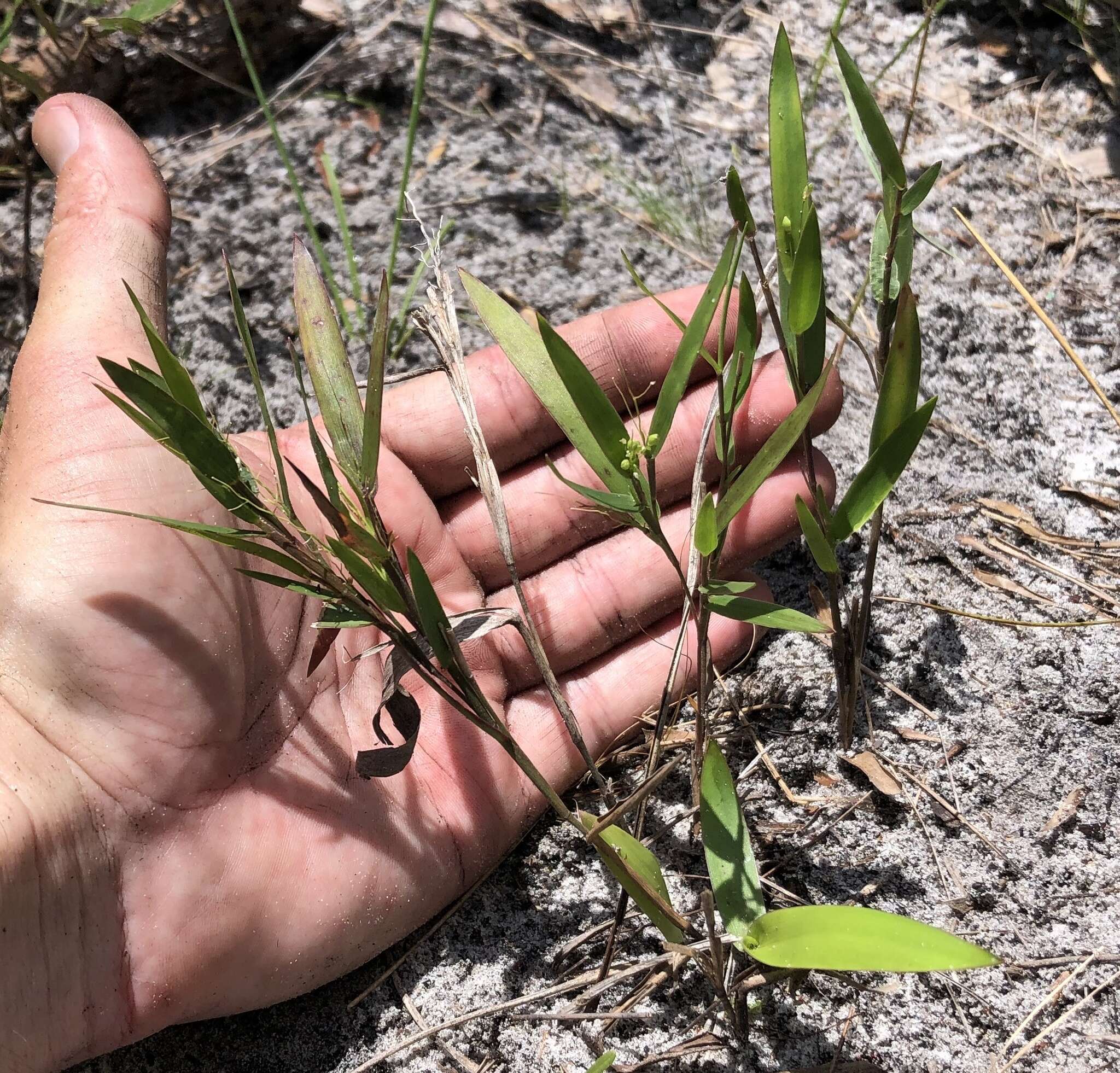 Image of Hemlock Rosette Grass