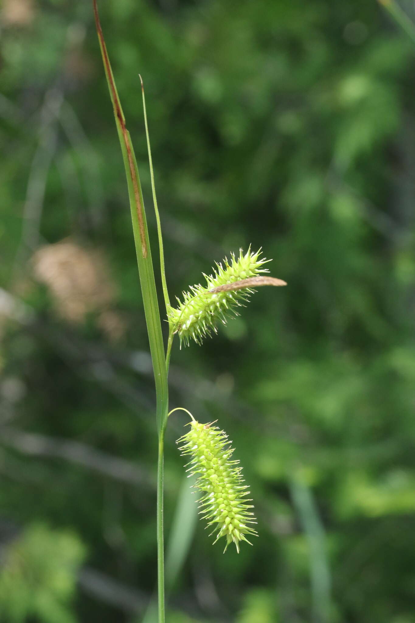 Image of bottlebrush sedge