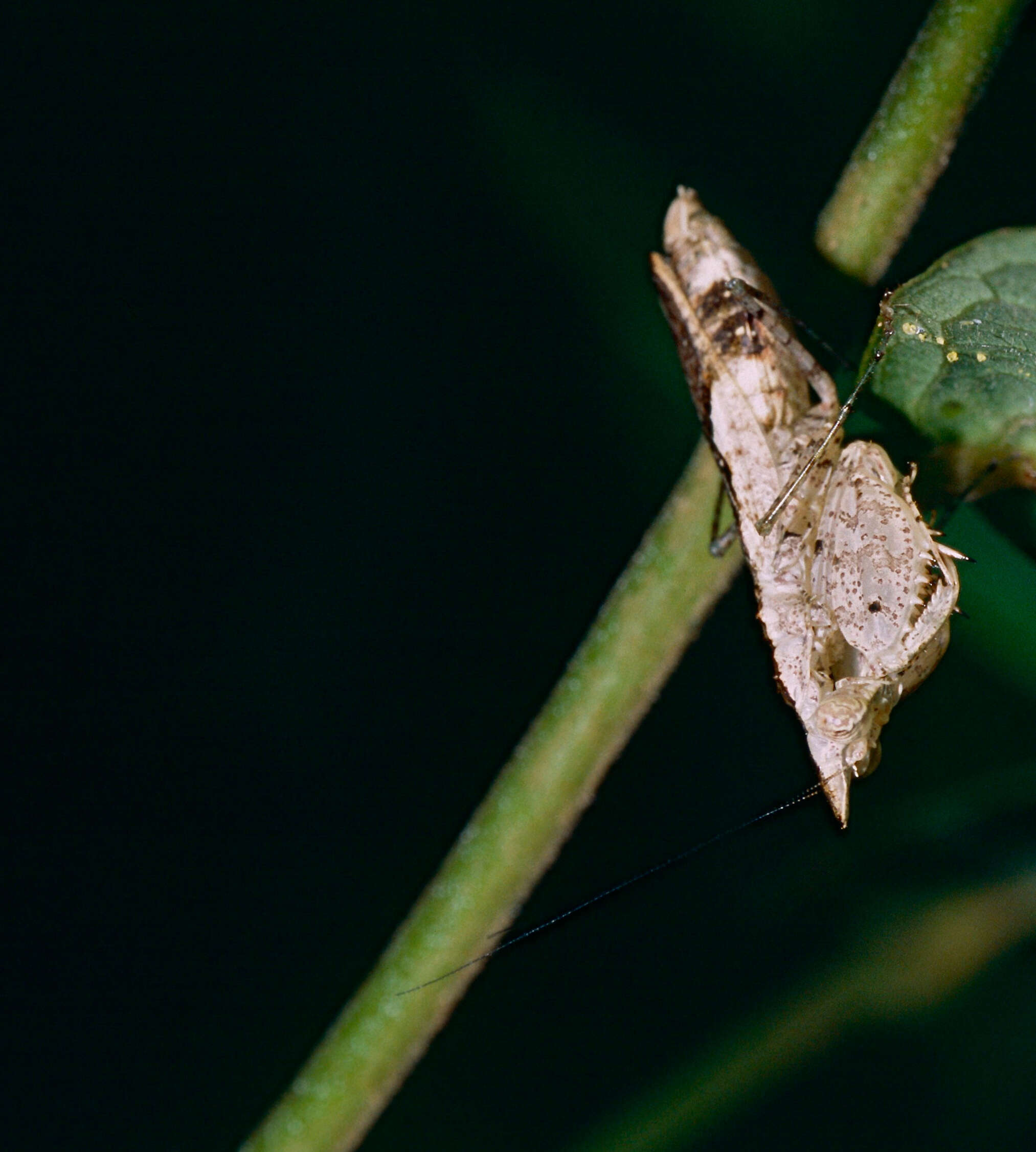 Image of Ceratomantis saussurii Wood-Mason 1876