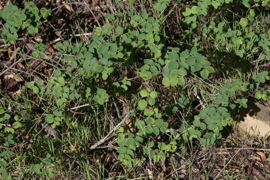 Image of creeping snowberry