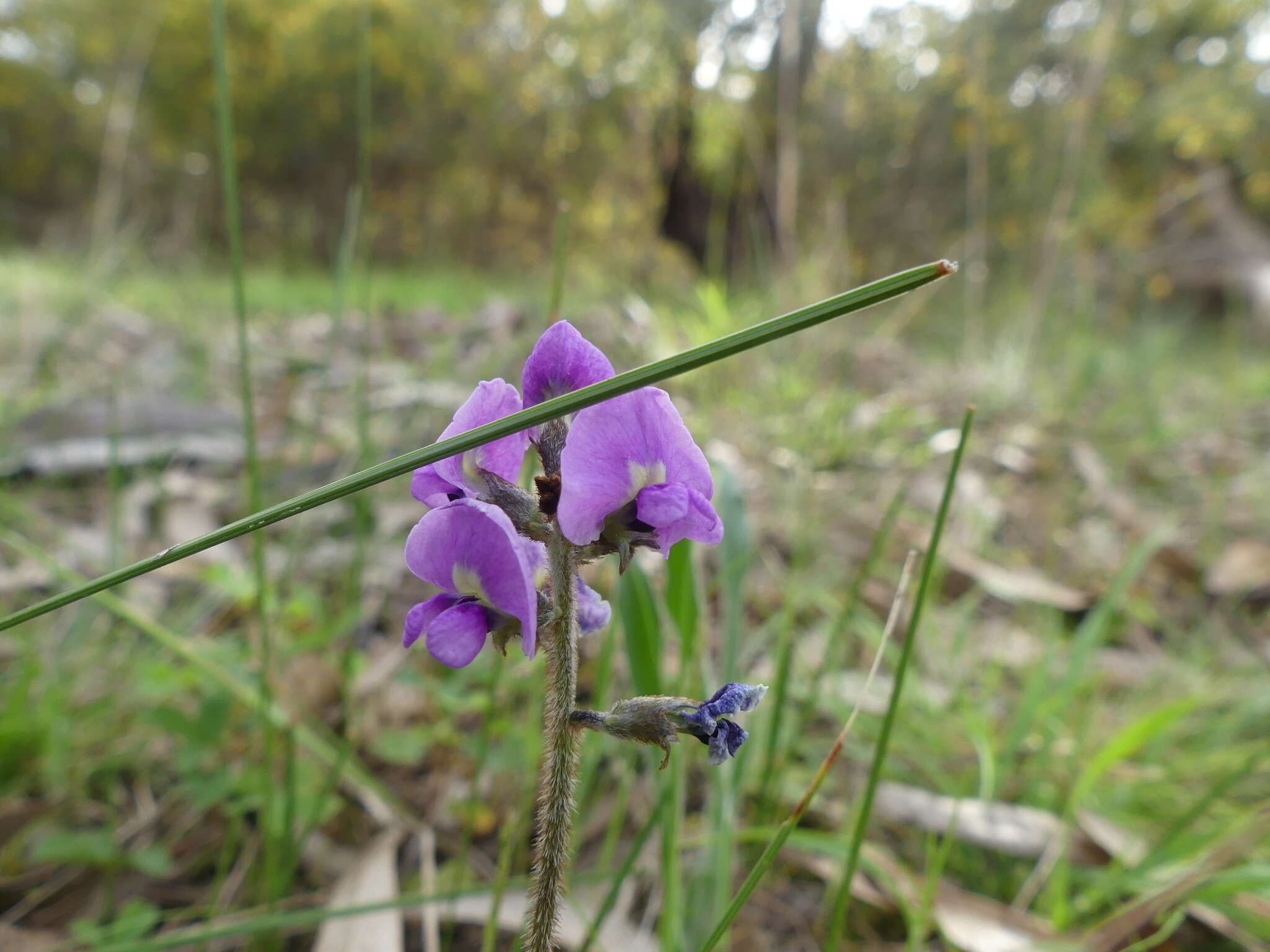 Imagem de Glycine latrobeana (Meissner) Benth.