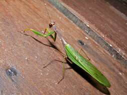 Image of giant Asian mantis