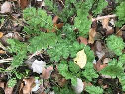 Tanacetum vulgare subsp. vulgare resmi