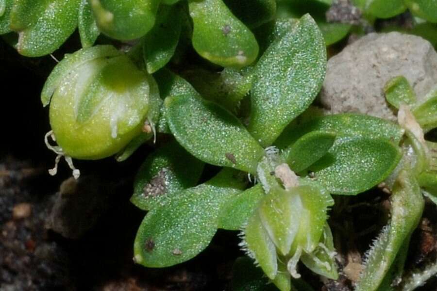 Image de Arenaria reptans Hemsl.