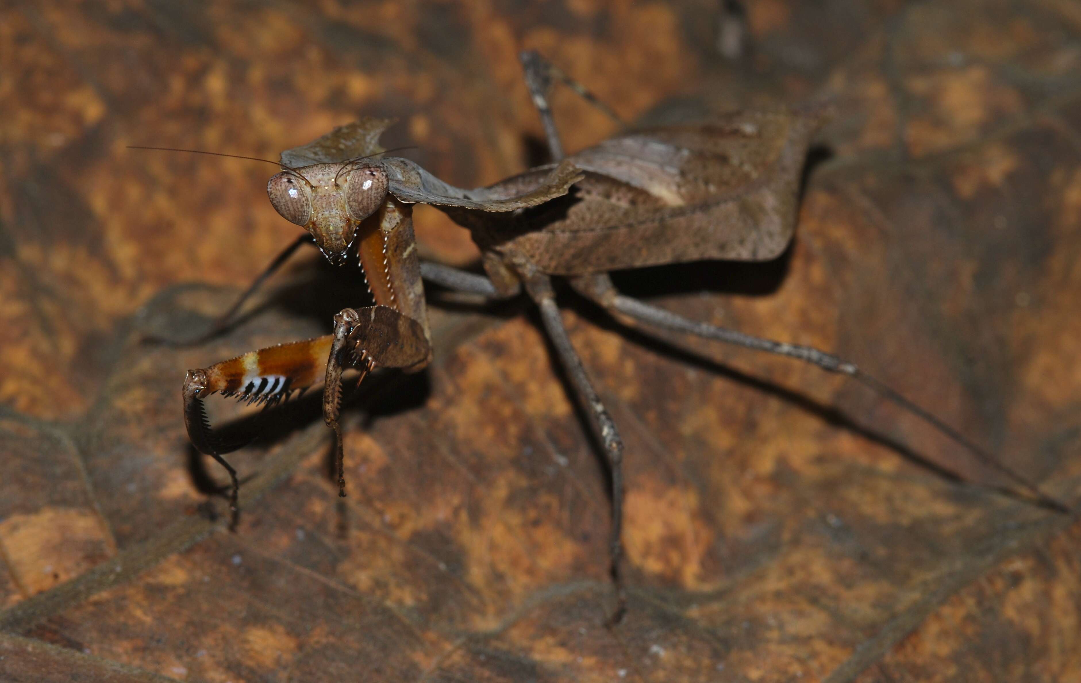 Image of Deroplatys desiccata Westwood 1839