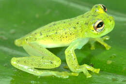 Image of Glass frog