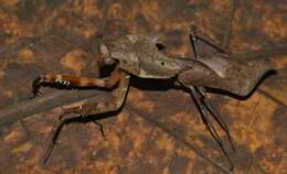 Image of Deroplatys desiccata Westwood 1839