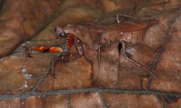 Image of Malaysian dead leaf mantis