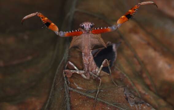 Image of Malaysian dead leaf mantis