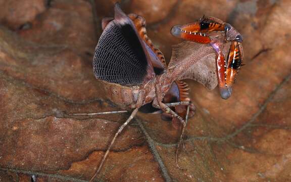 Image of Malaysian dead leaf mantis