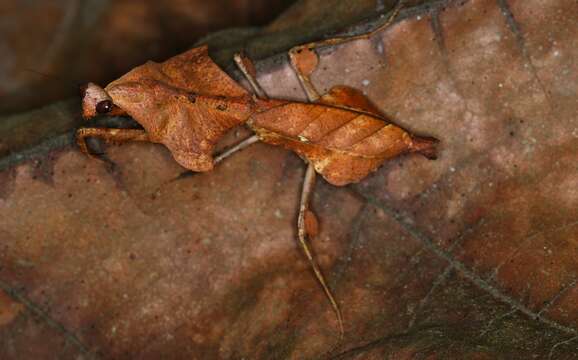 Image of Malaysian dead leaf mantis