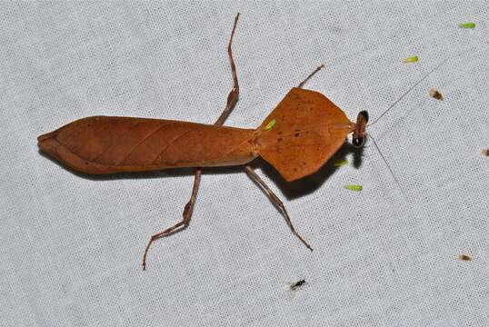 Imagem de Deroplatys truncata Guerin-Meneville 1843