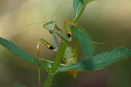 Image of Polyspilota aeruginosa (Goeze 1778)