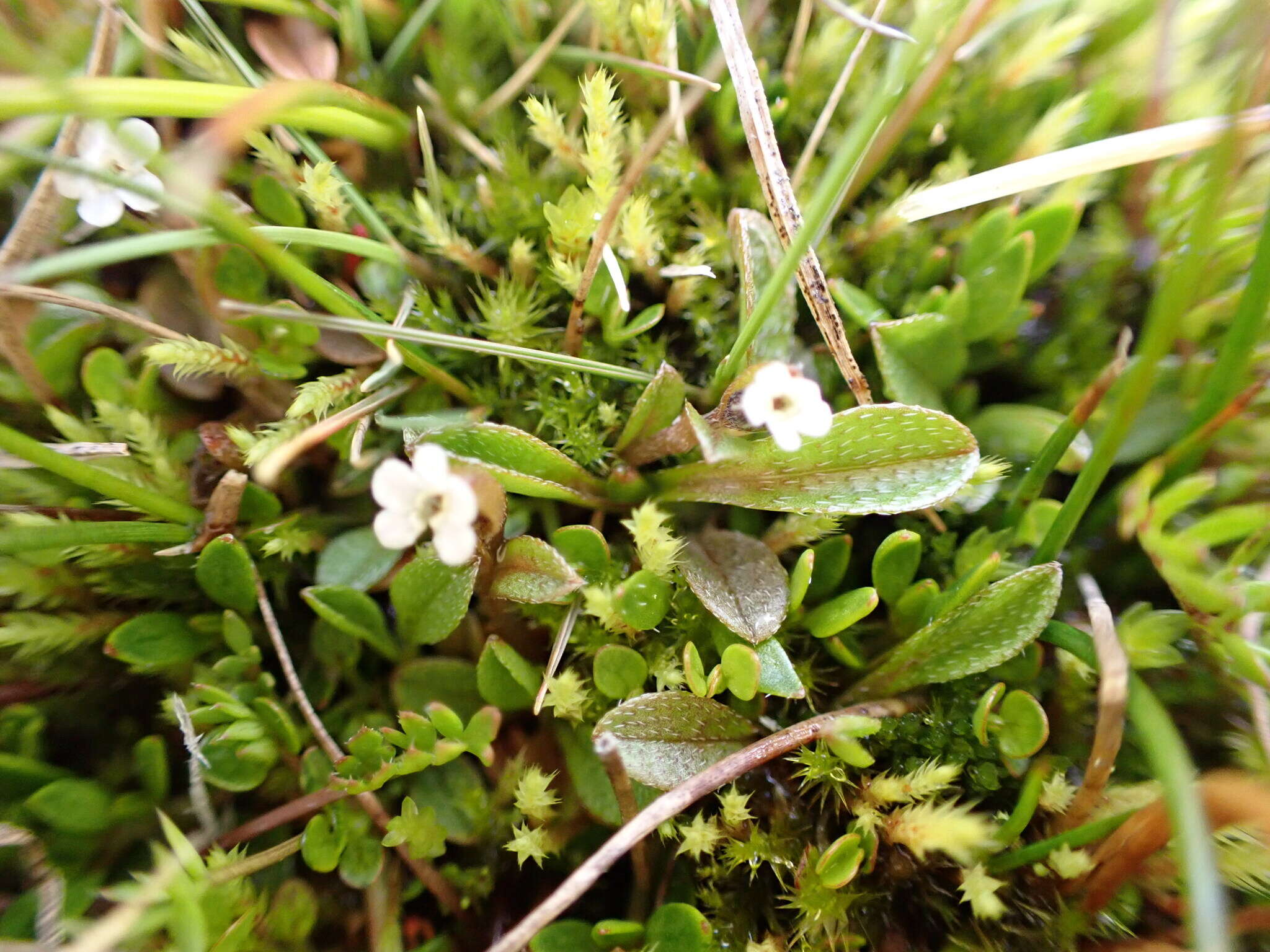 Image of Myosotis bryonoma Meudt, Prebble & Thorsen