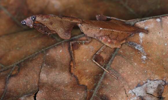 Image of Malaysian dead leaf mantis