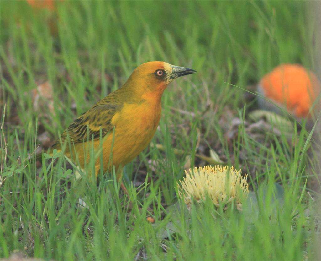 Image of Cape Weaver