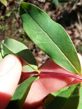 Plancia ëd Hypericum nudiflorum Michx. ex Willd.