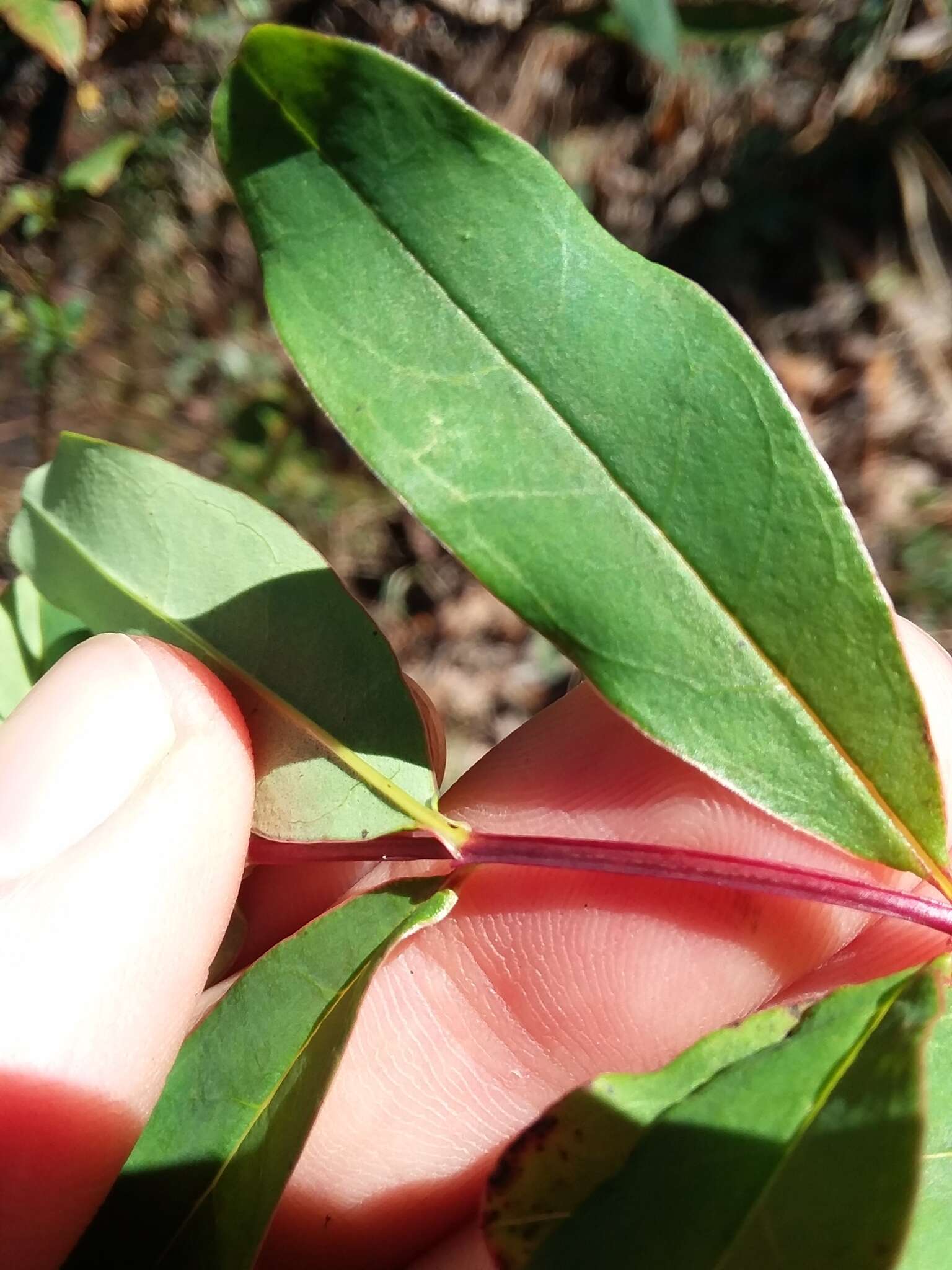 Imagem de Hypericum nudiflorum Michx. ex Willd.