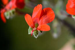 Image of Scarlet pelargonium