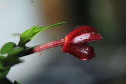 Image of Maxillaria dichaeoides D. E. Benn. & Christenson