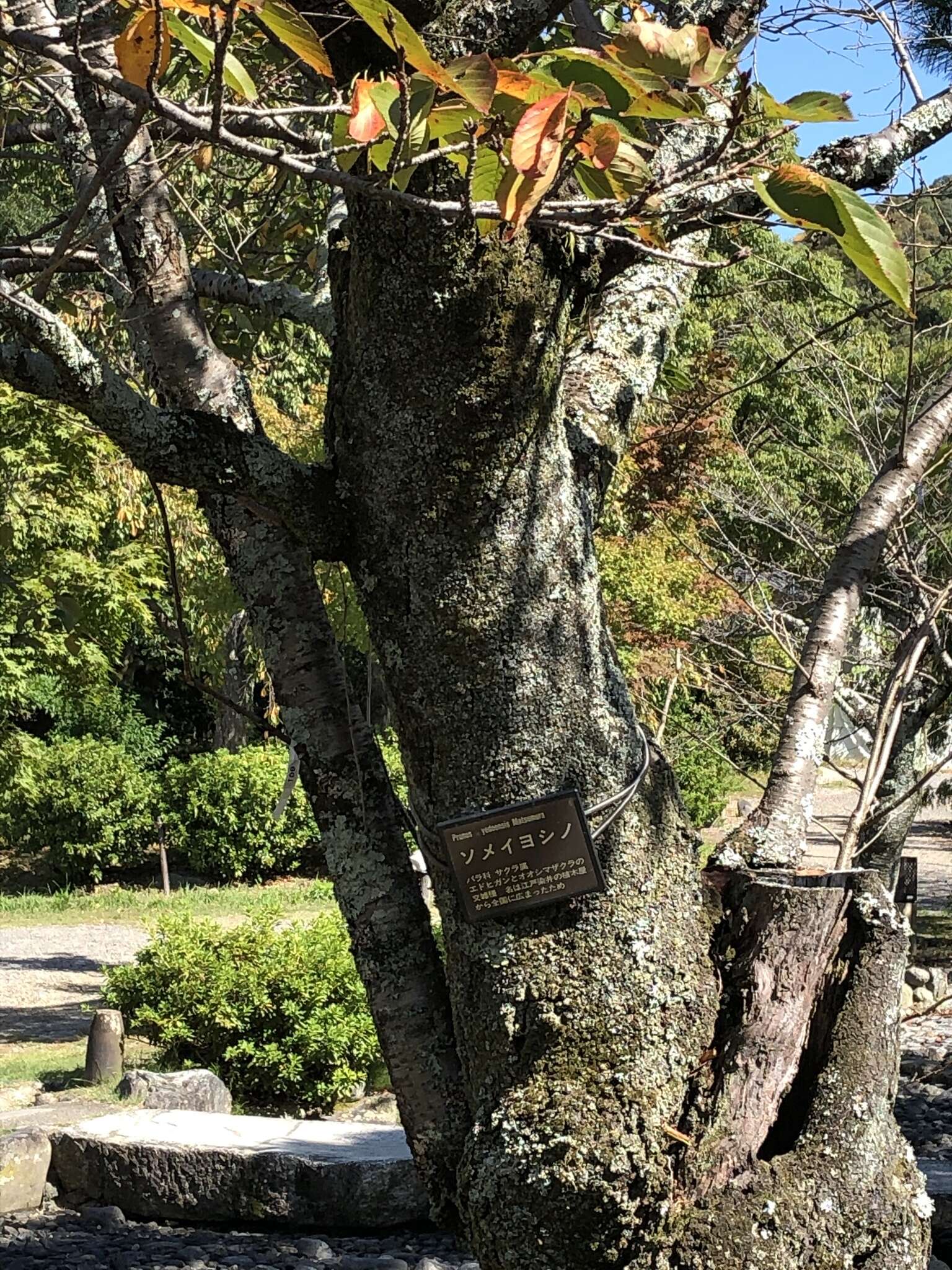 Plancia ëd Prunus yedoensis Matsum.