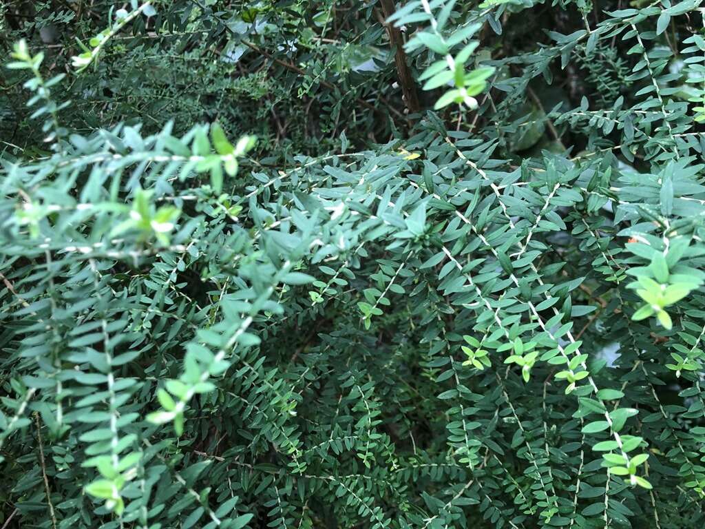 Image de Ozothamnus rufescens DC.