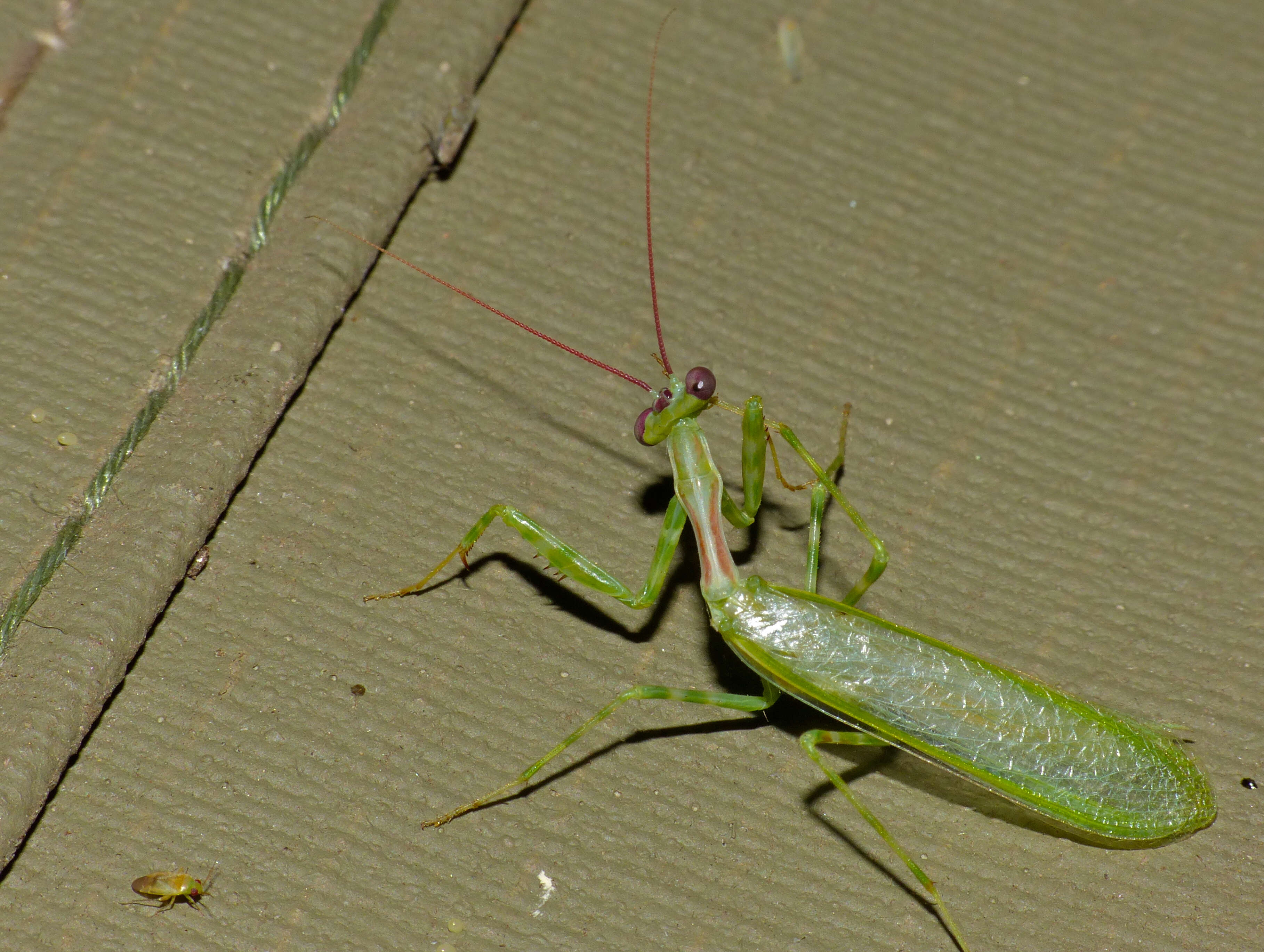 Miomantis binotata Giglio-Tos 1911 resmi