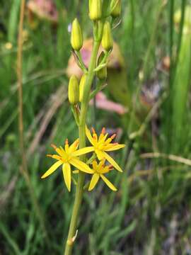 Image of California bog asphodel