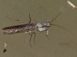 Image of bark mantises