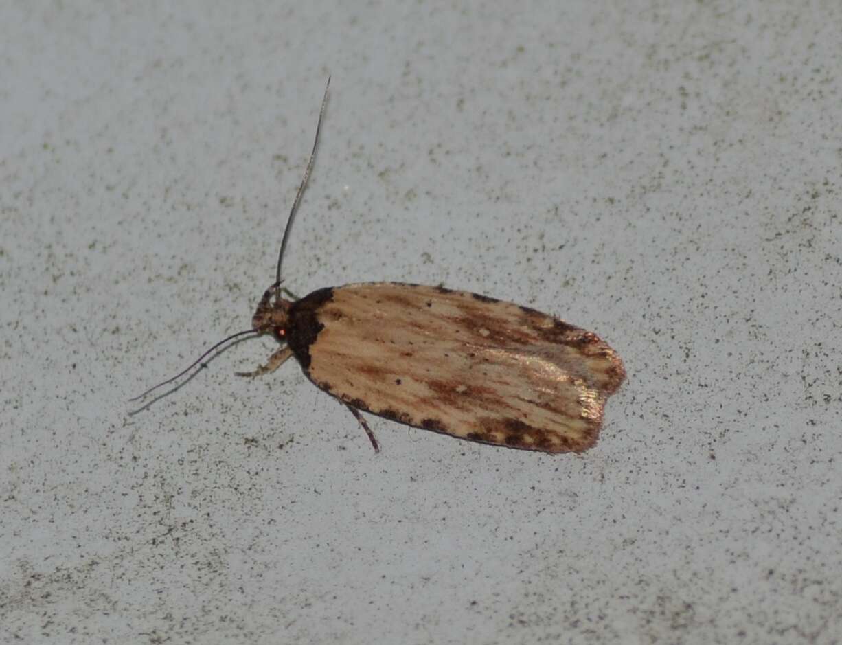 Image de Agonopterix atrodorsella Clemens 1863