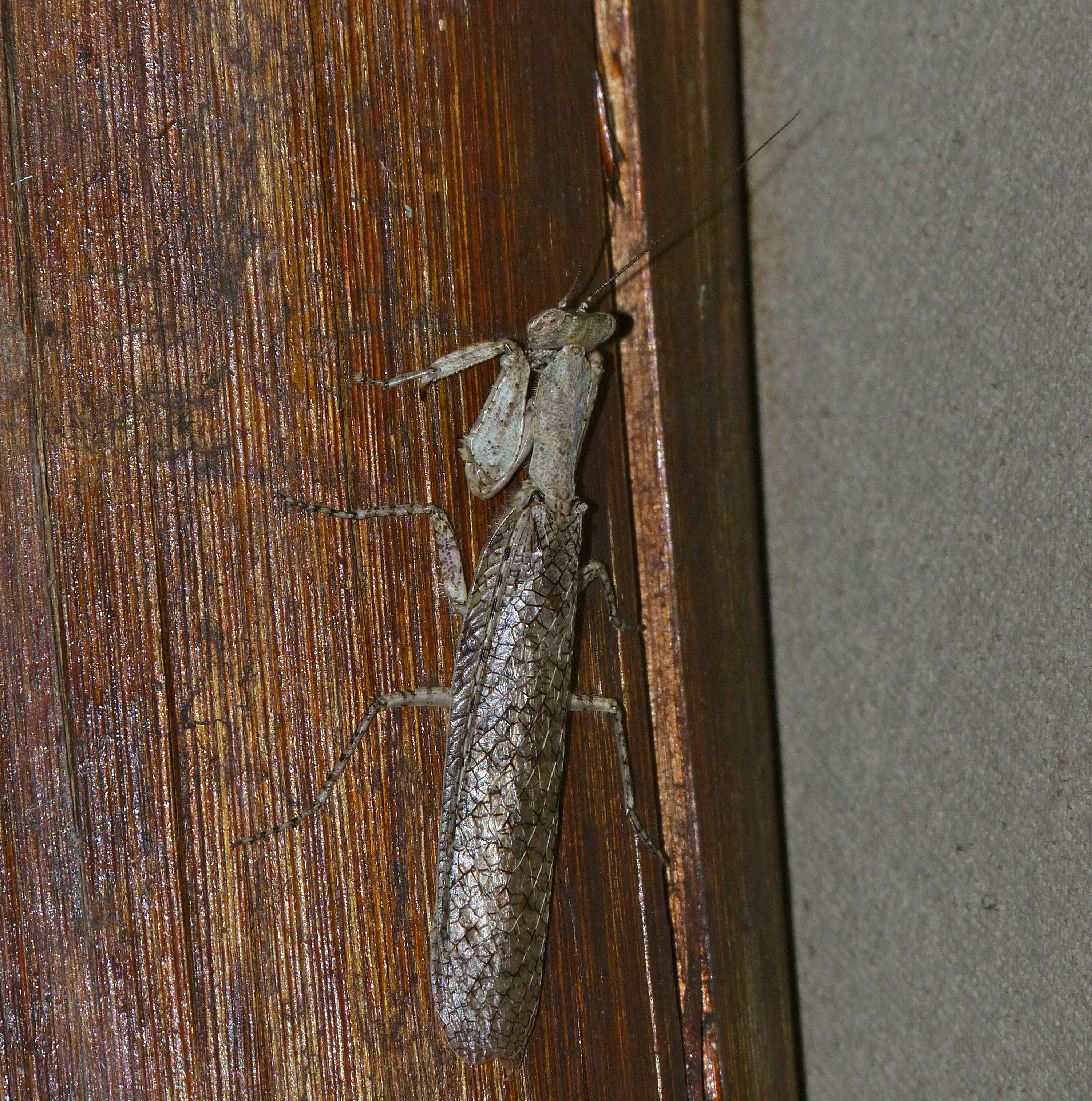 Image of bark mantises