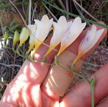 Freesia corymbosa (Burm. fil.) N. E. Br. resmi