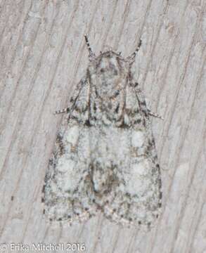 Acronicta retardata Walker 1861的圖片