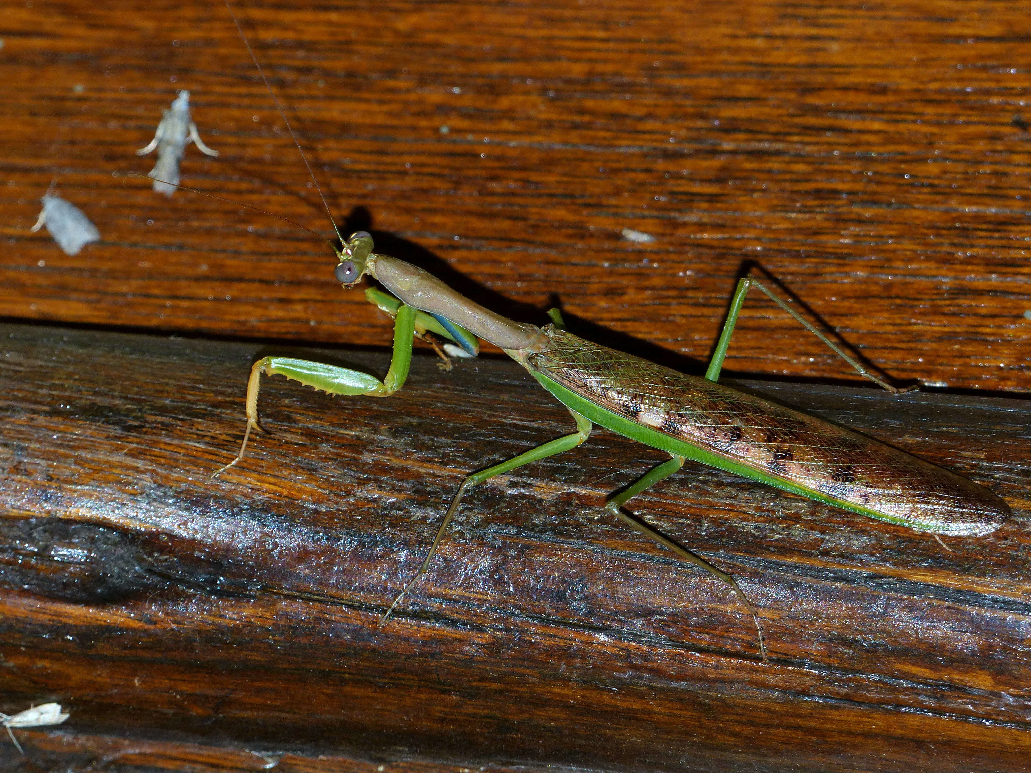 Image of Polyspilota aeruginosa (Goeze 1778)