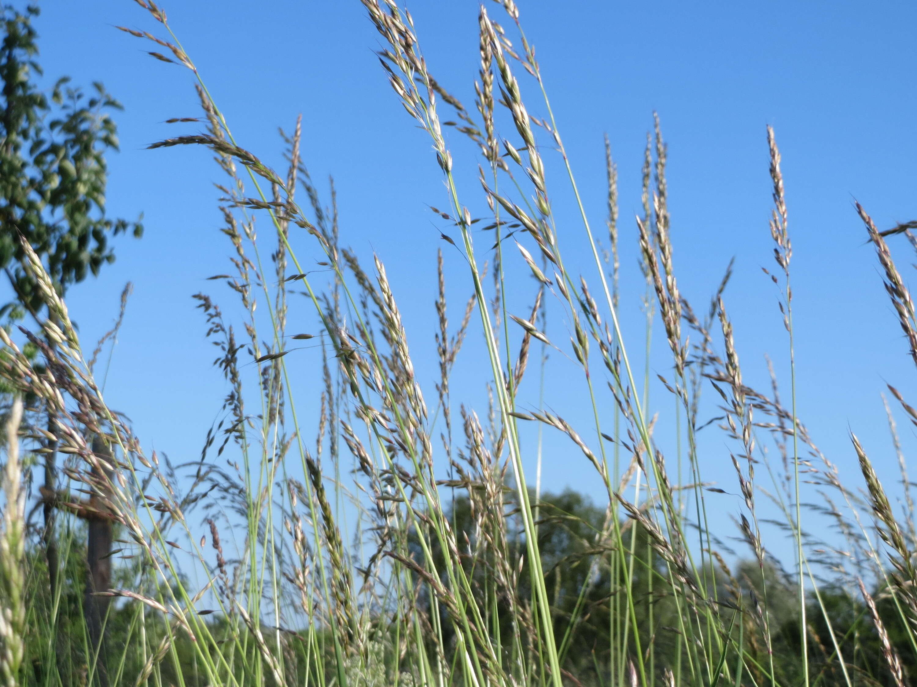 Image of Button Grass