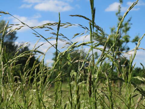 Image of Button Grass