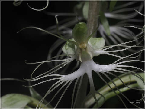 Image of Habenaria polytricha Rolfe