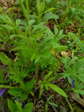 Слика од Viola subsinuata (Greene) Greene