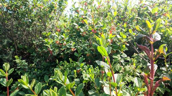 Imagem de Lonicera involucrata var. ledebourii (Eschsch.) Jeps.