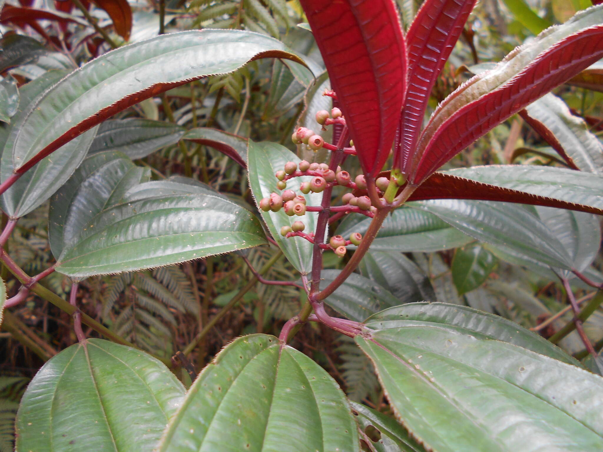 Miconia oinochrophylla Donn. Sm. resmi