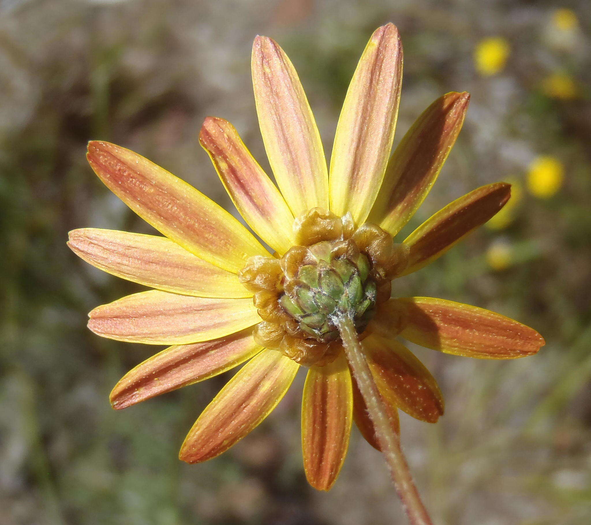 Image of Ursinia trifida (Thunb.) N. E. Br.