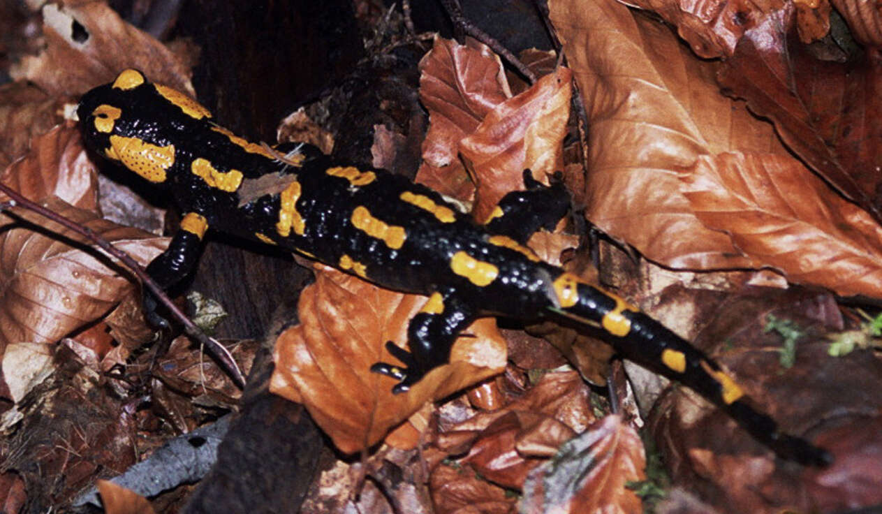 Image of Common Fire Salamander