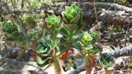 Image of Echeveria montana Rose ex Britton & Rose