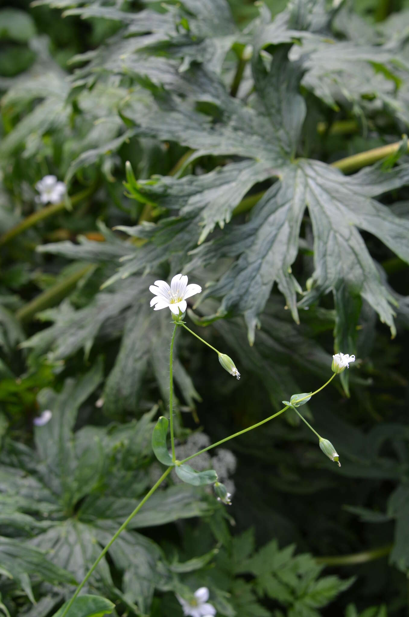 Image of Cerastium davuricum Fischer