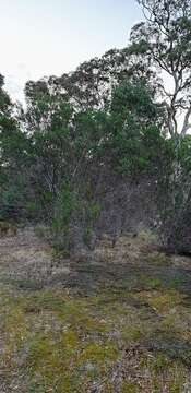 Imagem de Acacia dodonaeifolia (Pers.) Balb.