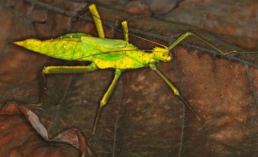 Image of Heteropteryx