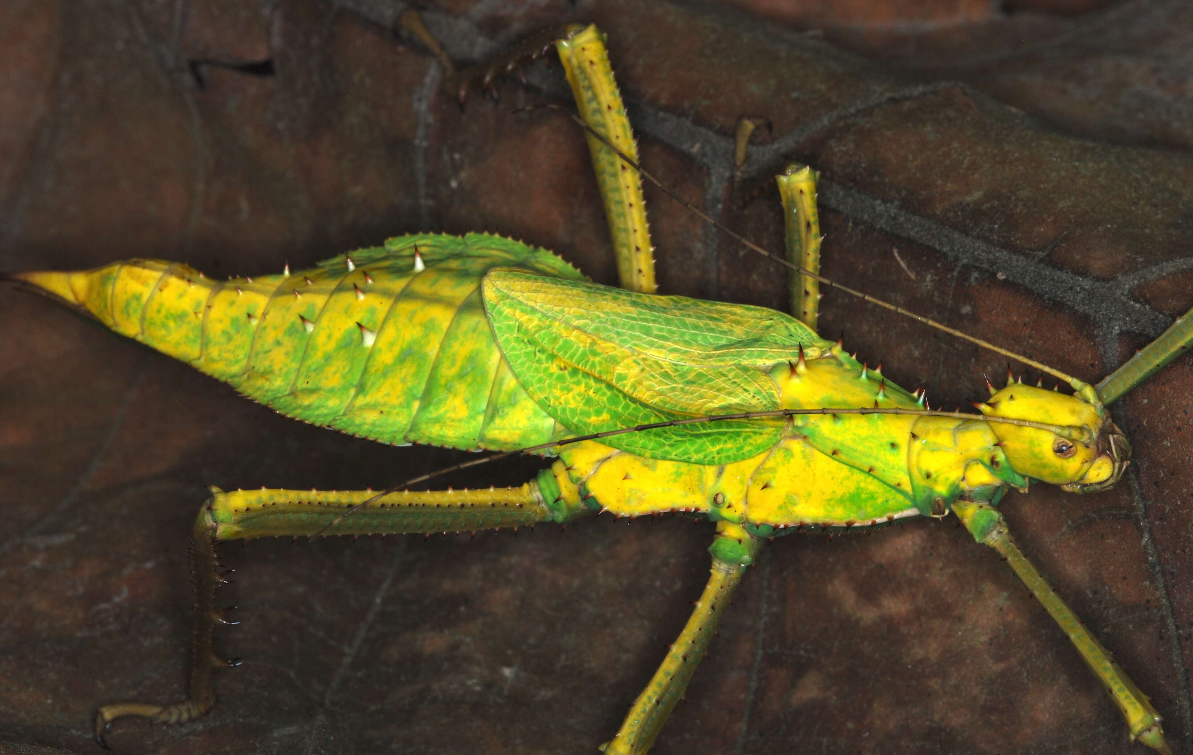 Image of Heteropteryx