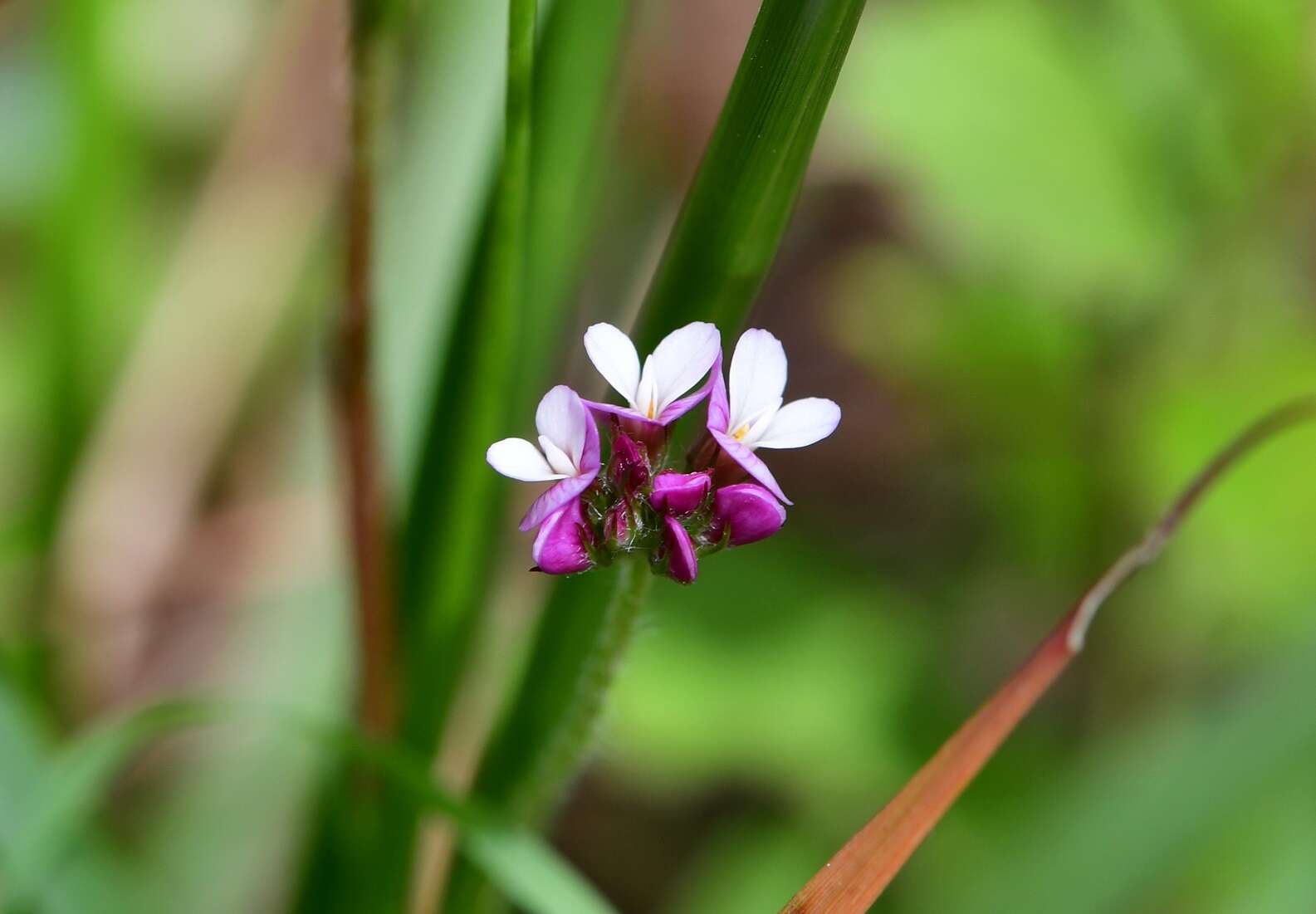 Image of Aztec Clover