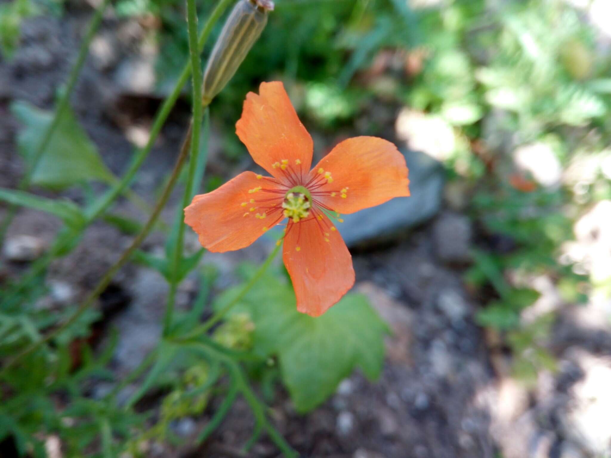 Image of Papaver purpureomarginatum J. W. Kadereit